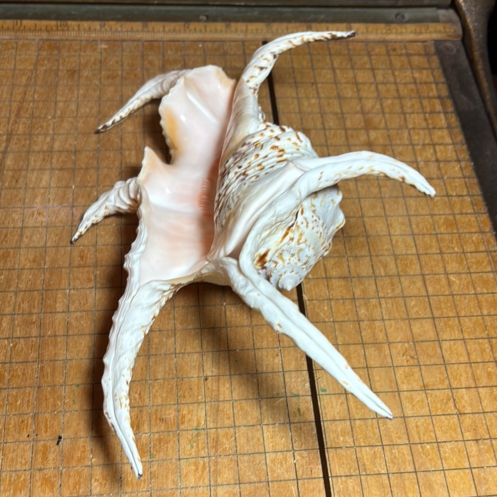 Spider Conch Natural White Brown Shell 10”Lx6.5”Wx2.75”H Beach Bath 11.4oz - Picture 9 of 17